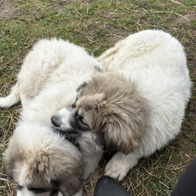 Zeus &amp; Hera