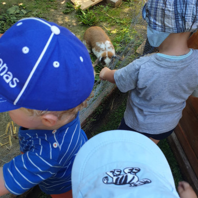 Kaninchen beobachten