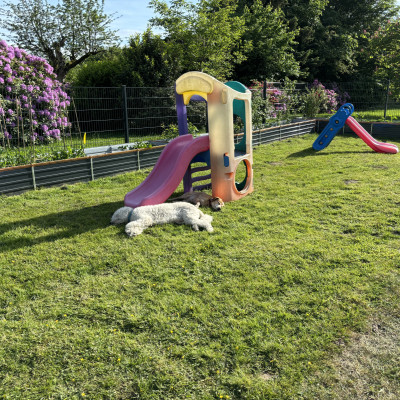 Die Hunde