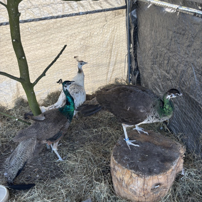 Unsere Pfaue