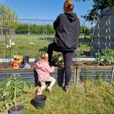Gemeinsam Tomatenpflanzen einpflanzen